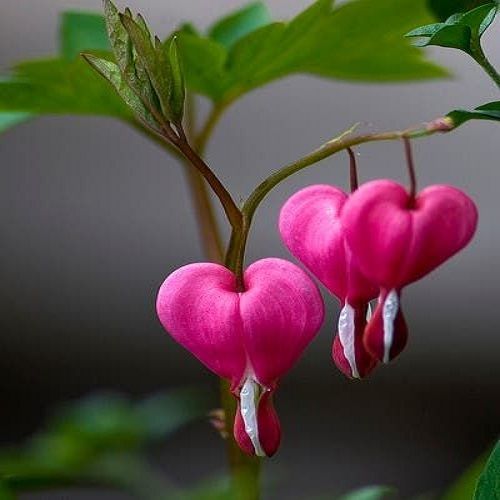 Pink%20Bleeding%20Heart%20Flower%20Tree%20Seeds%20-%20Image%202