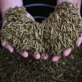 Bsf Dry Meal Worms. 