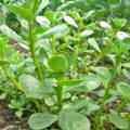 500+ Kulfa Saag Purslane - Kitchen Gardening Vegetable Seeds. 
