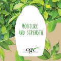 OGX Hydrating + Tea Tree Mint Shampoo, 13 Ounce 385ml. 