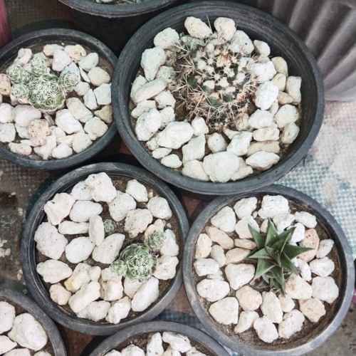 Pumice%20stone%2018-22mm%20washed%20for%20cactus%20-%20Succulent%20-%20Bonsai%20and%20Plants%20Soil%20Mix%20-%20Image%202
