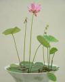 10 Seeds L.otus Aquatic Plant Water Lily Seeds Mix Colors کنول کا پھول. 