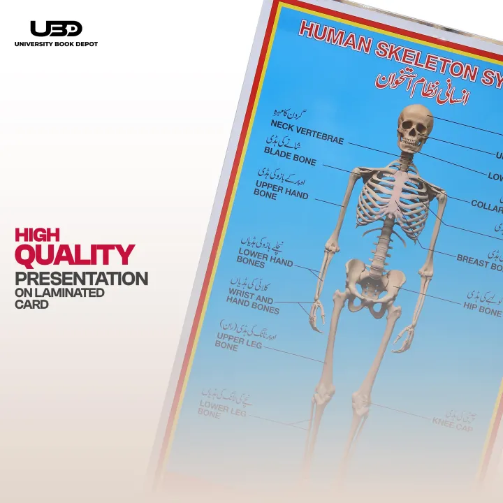 Human%20Skeleton%20System%20Wall%20Chart%20%7C%20HD%20Picture%20Presentation%20on%20200%20grams%20Laminated%20Card%2023*36%20inches%20-%20Image%205