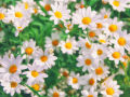 Chamomile Flower Seeds - Used in Herb / Herbal Tea. 