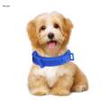 Anti Flea and Tick Neck Kitten Portable 8 Months Protection Dogs Flea Collar. 