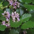 Sukh Chain Pongamia/SukhChain Tree Seeds. 