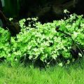 Dwarf Water Clover Aquarium Plant Seeds. 