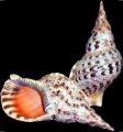 Premium Quality Shalls Pack Best Quality & Beautiful Shapes Natural Seashells Pack For Home & Room Decoration. 