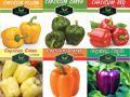F1 Hybrid Capsicum mix , Sweet Pepper ,  Bell Pepper 18 seeds in one Pack Red , Yellow , Green , Purple , Orange , Cream, Colors Shimla Mirch 18 Seeds. 