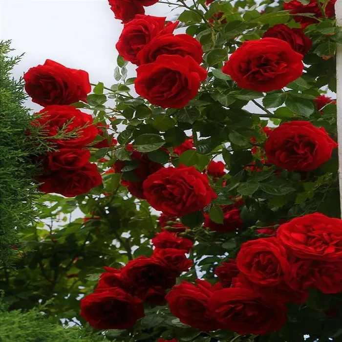 Red%20Rose%20Rose%20Flower%20Seeds%20-%20Image%202