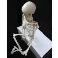 Lab/Medical 85cm Human Body Skeleton Model with Inter vertebral Disc Nerve Laboratory Ornament Anatomy decoration Family. 