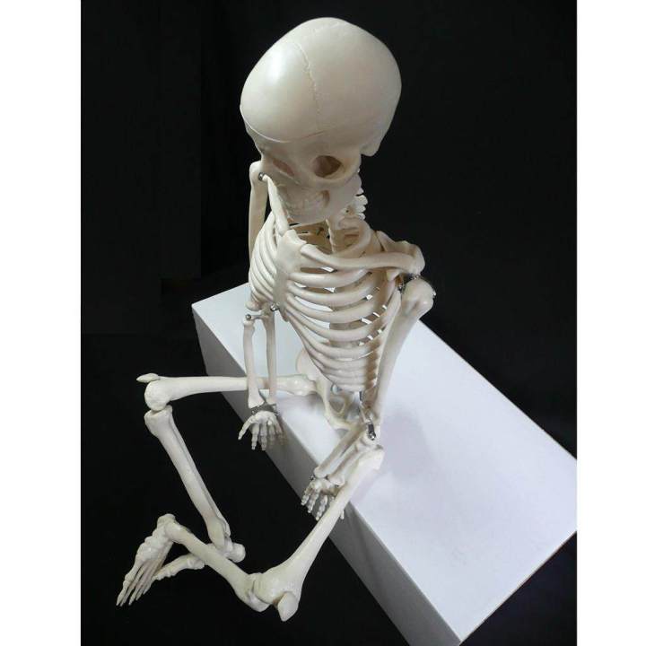 Lab/Medical%2085cm%20Human%20Body%20Skeleton%20Model%20with%20Inter%20vertebral%20Disc%20Nerve%20Laboratory%20Ornament%20Anatomy%20decoration%20Family%20-%20Image%206