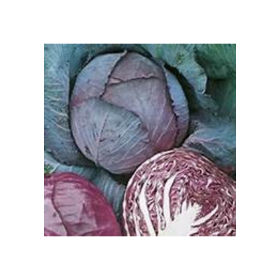 Red Cabbage F1 Hybrid Winter Vegetables seeds | Daraz.pk