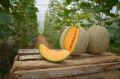 Honeydew Melon ( Kharbooza ) Seeds Best for Home Kitchen Gardening. 