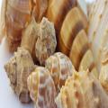 Pack of 8 Sea Snail Shells - Fish Aquarium Decoration Random Shapes & Size. 