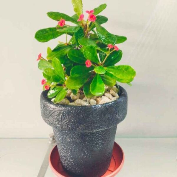 decoration%20pack%20of%20%205%20Round%20crown%20pot%20%207%20X%208%20-%20Image%202