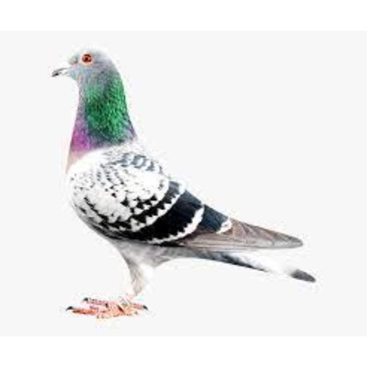Racer Pigeon Mix feed wih supplements 2 kg