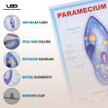 Paramecium Wall Poster | Wall Chart For Science Labs Decoration | Paramecium Structure Presentation on 200 grams Laminated Card 20*30 inches. 