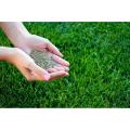 Hybrid Bermuda Grass Seed 100 gm - (100 square feet) Grass Seeds For Lawn & Garden. 