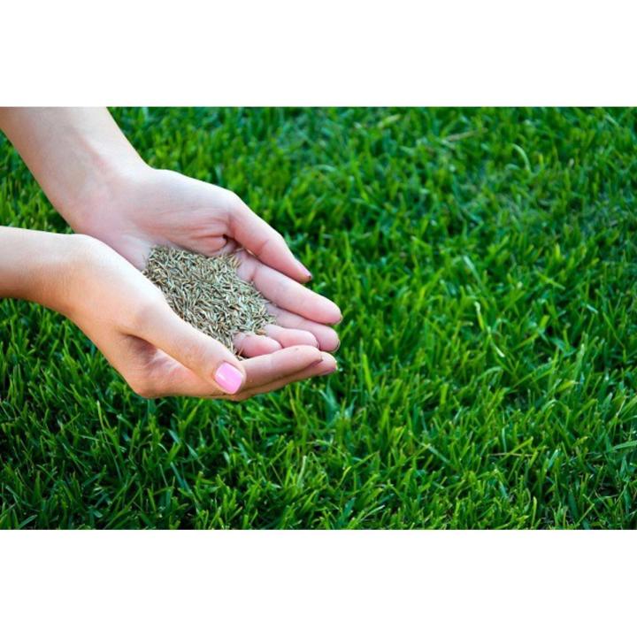 Hybrid Bermuda Grass Seed 100 gm - (100 square feet) Grass Seeds For Lawn & Garden