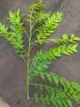 Fresh Curry Leaves - Kurry Patta. 