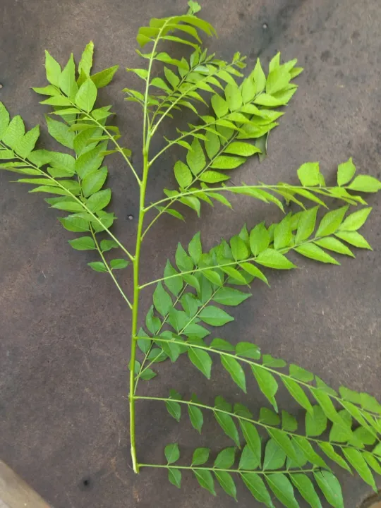 Fresh%20Curry%20Leaves%20-%20Kurry%20Patta%20-%20Image%204