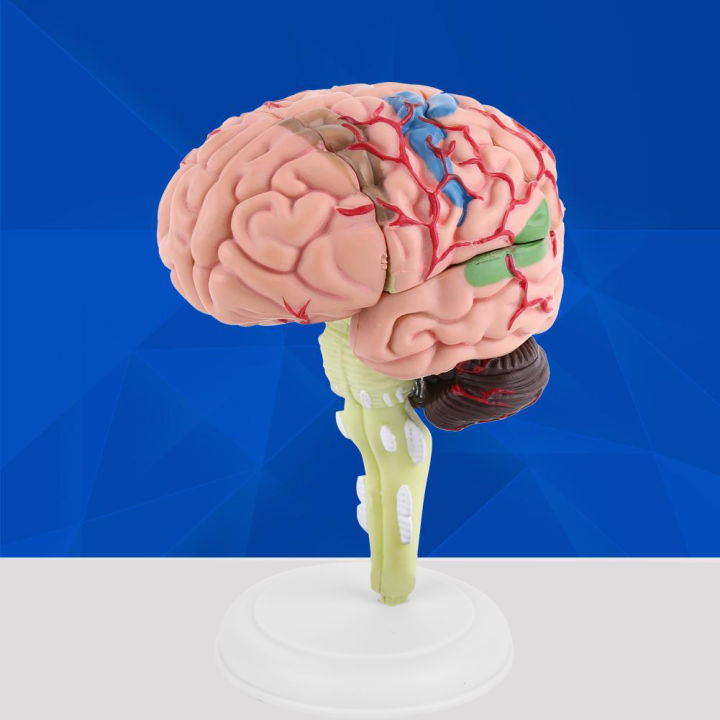 1pc Disassembled Anatomical Human Brain Model Medical Teaching Tool Toy ...