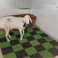 Multi Color Plastic Floor Mat – 1x1 Sqft Attachable Panel for Pets, Birds & Farm Animals red blue green yellow. 