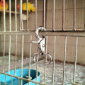 Pack of 5 Imported Metal Cage Door Lock for Bird & Pet Cages. 