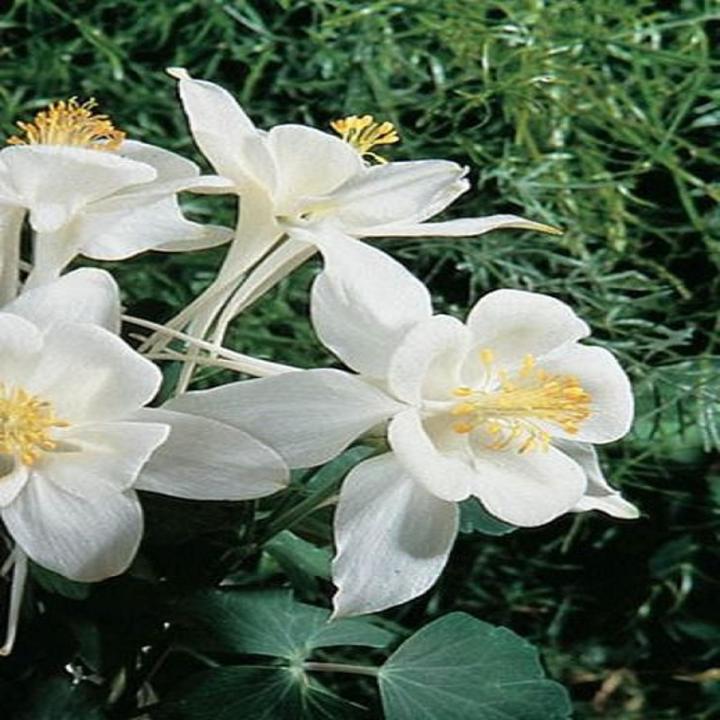 Dovve Songbird Columbine Flower Seeds