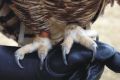 Falconry / Parrot Gloves  Leather Forest Outdoor Sports Game  Eagle Birds Hawk speical Gloves wholesale price from Sialkot factory. 