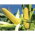 F1 Hybrid Sweet Corn / Maize Kitchen Gardening Vegetable Seeds. 