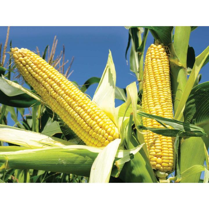 F1 Hybrid Sweet Corn / Maize Kitchen Gardening Vegetable Seeds