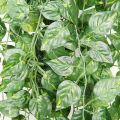 Pack of 3 Artificial Money Plant bail Leaves for Decoration - Artificial Leaf Bail Garland Vine for wall Hanging Decoration - Artificial Plants Leaves Green Colour for Office , Home Room decoration item. 