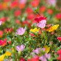 Scutellaria Barbata Sunflower Mix Color Flower Seedsq. 