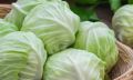 Green Cabbage (Band Gobhi/Gobi) Winter Vegetable Seeds Home Kitchen Gardening. 