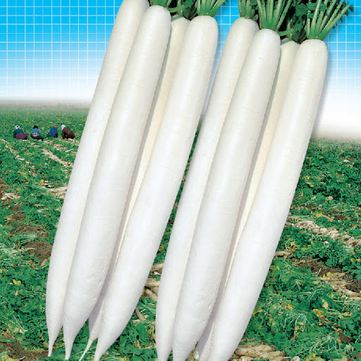 Radish%20(Moli)%20Fresh%20Seeds%20-%20High%20Germination%20Rate%20-%20Home%20Kitchen%20Gardening%20-%20Image%202