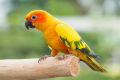 "Premium Avian Delight: Nutrient-Rich Mix Feed for Parrots - Ideal for African Grey, Macaw, Cockatoo, Alexandrine Parakeet, Ring Neck, Conure, and Other Large Parrots, Inspired by the Success of 1 KG Mix Feed for All Big Birds". 