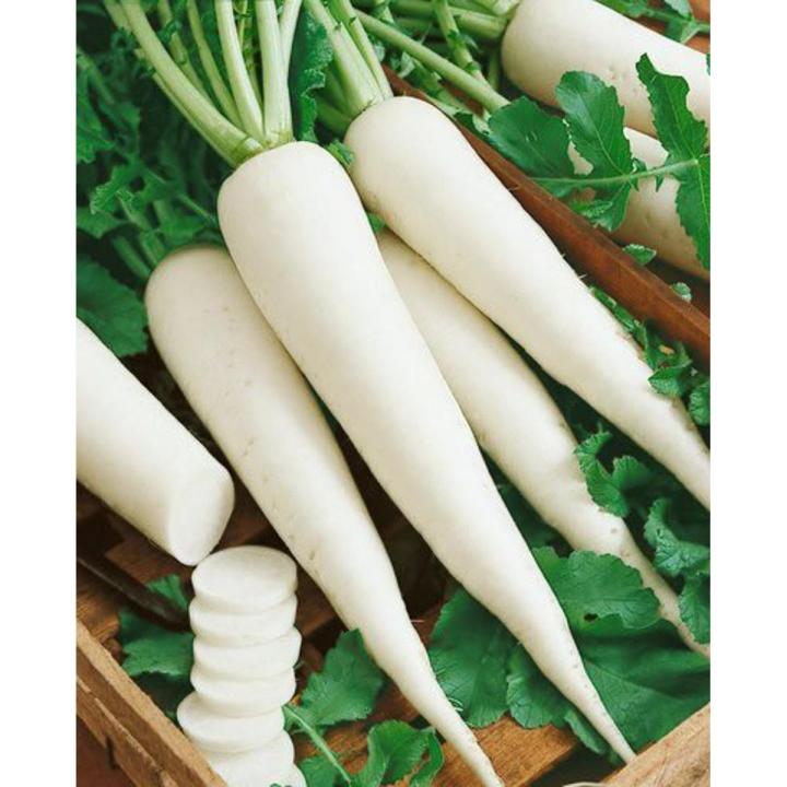 F1 Hybrid Radish Seed 400gm , Mino Early, White Moli Vegetable seed, 400 gram Pack