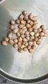 Allium Cameleon bulbs 250 each. 