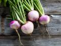 F1 Hybrid Turnip / Shalgam Fresh Seeds - High Germination Rate. 
