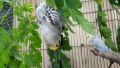 3.5KG Special Treat, Seed Mix Feed with moringa leaves For Large Parrots African Grey Parrot, Macaw, cockatoo Alexandrian parakeet, RAW, Pahari Totta and Other, Parrot Treat & Parrot Blend. 