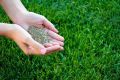 Hybrid Bermuda Grass Seed 100 gm - (100 square feet) Grass Seeds For Lawn & Garden. 