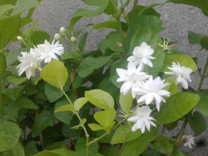 Jasmine%20Live%20Plant%20-%20Image%203