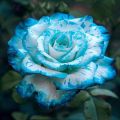 Sky Blue Spill Rose Flower Seeds. 