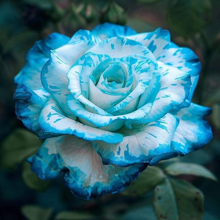 Sky Blue Spill Rose Flower Seeds