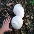 Giant Puffball Mushroom Spawn Seeds. 