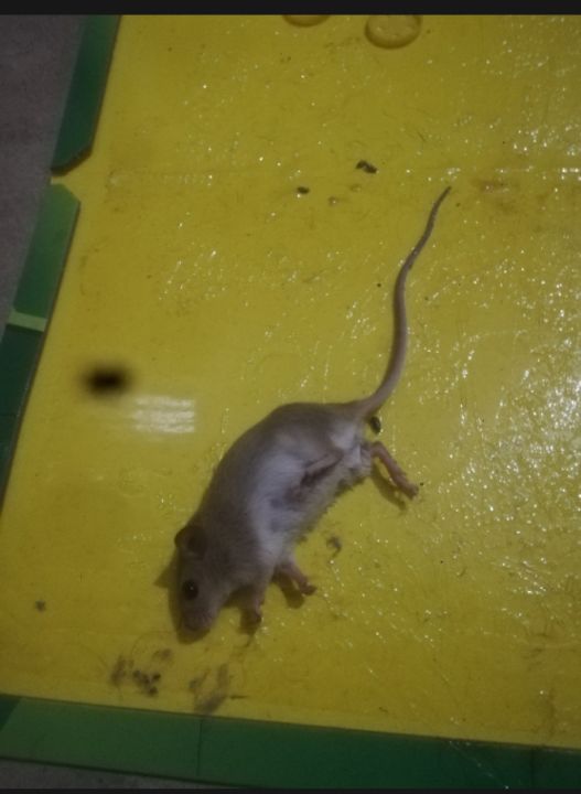 Pack%20Of%205%20Expert%20Sticky%20Board%20Catch%20Rat%20Glue%20Traps%20-%20Mice/Rodent/Mouse/Lizard/Spider/Cockroach%20Professional%20Strength%20Glue%20Trap%20-%20Mouse%20Book%20-%20Pest%20Control%20-%20Image%203