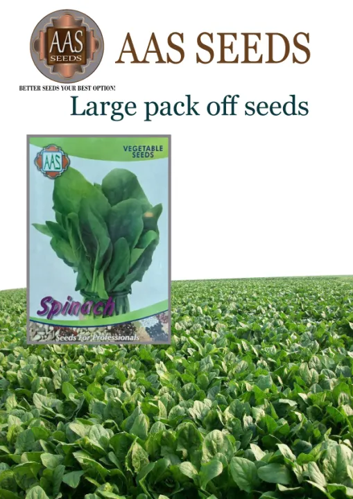 Seeds%20vegetable%20Spanich%20green%20(%20%D9%BE%D8%A7%D9%84%DA%A9%20)%20vegetable%20seeds%20-%20Image%204