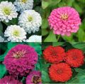 Exclusive Pack- 10 Different Varieties Summer Season Flower Seeds. 